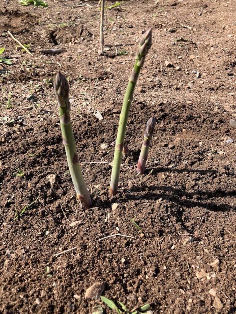 Asparagus growing in a garden.