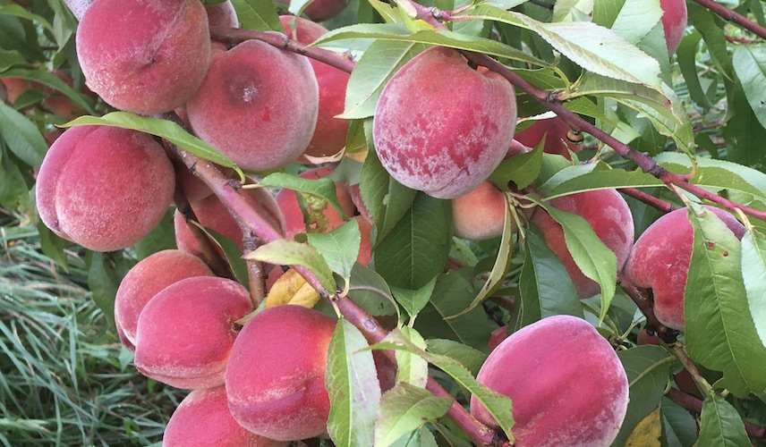 Backyard foraging – proposing perennials