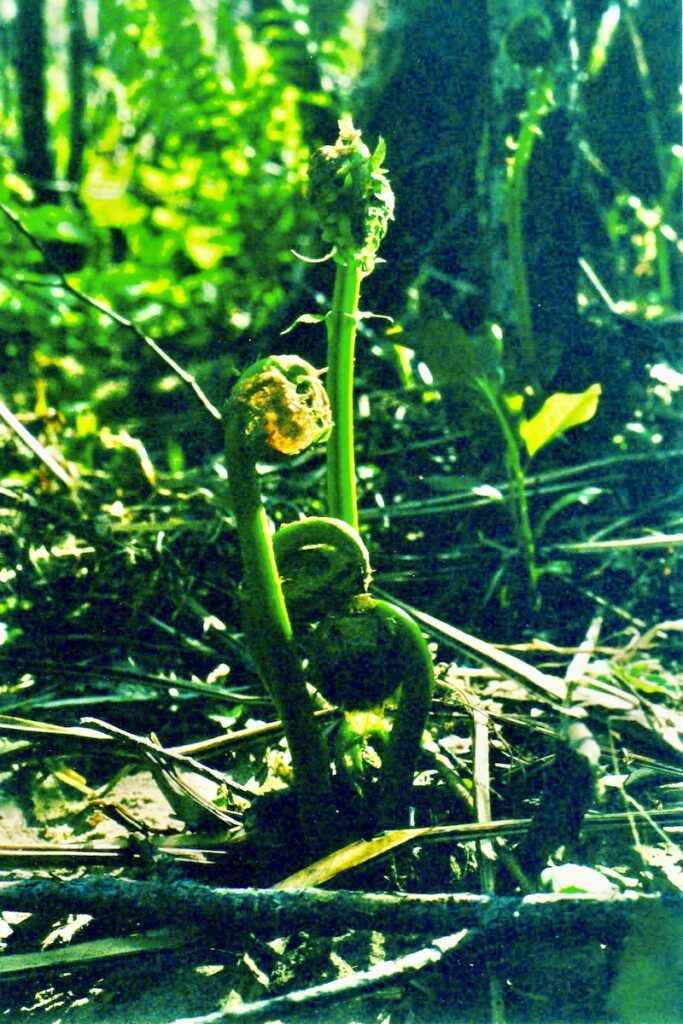 Image of a Fiddlehead plant in the wild.