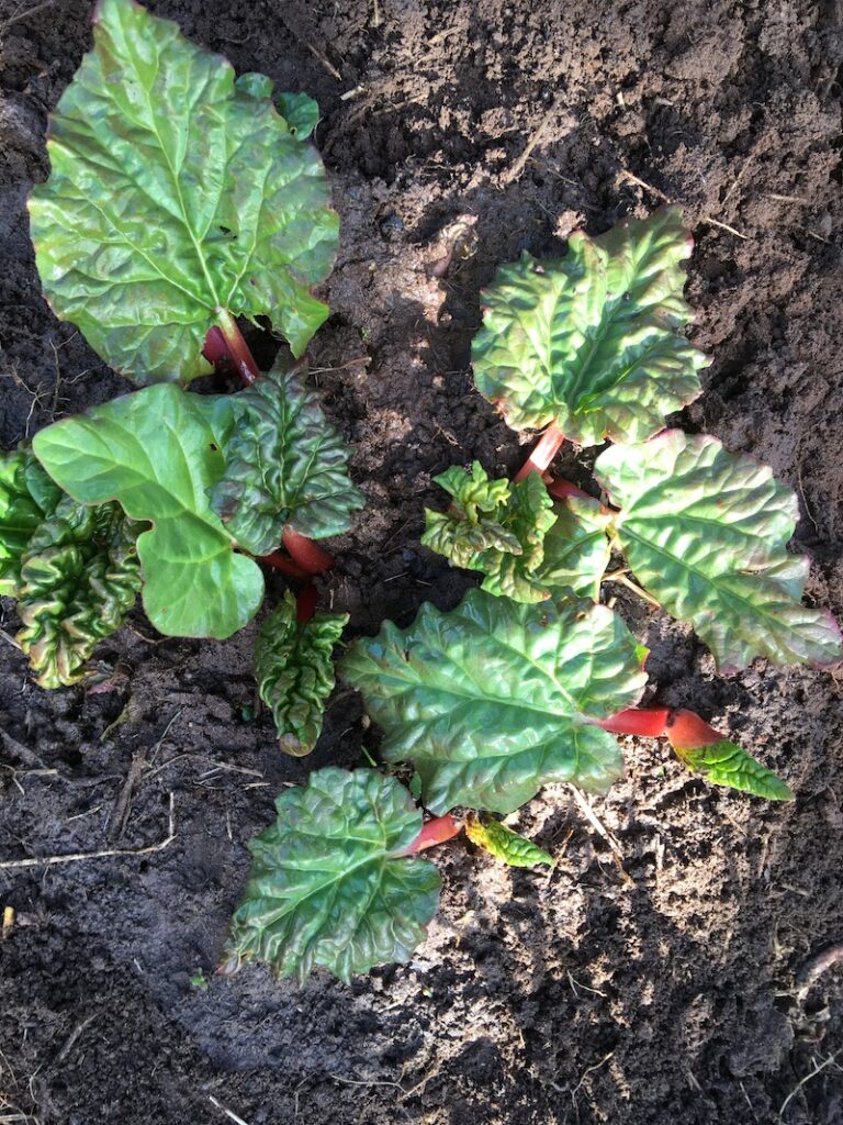 Top-down photo of Rhubarb in a garden.