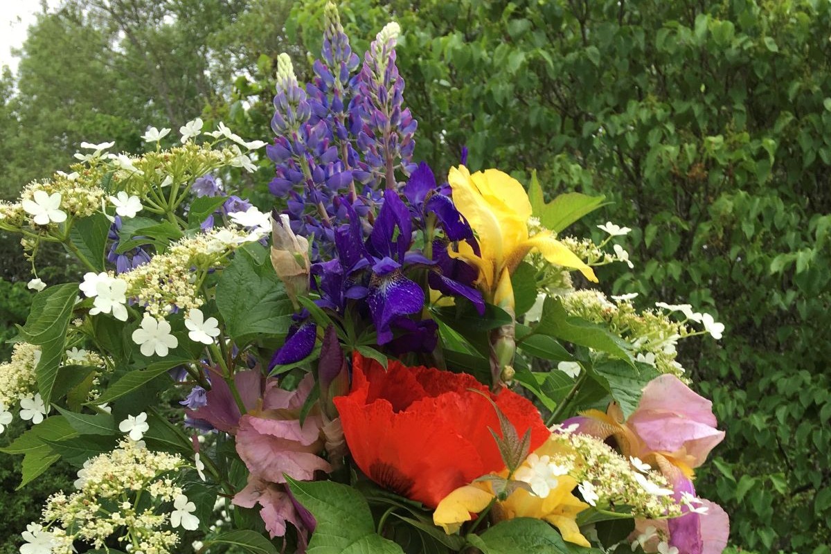 Backyard foraging – proposing perennials
