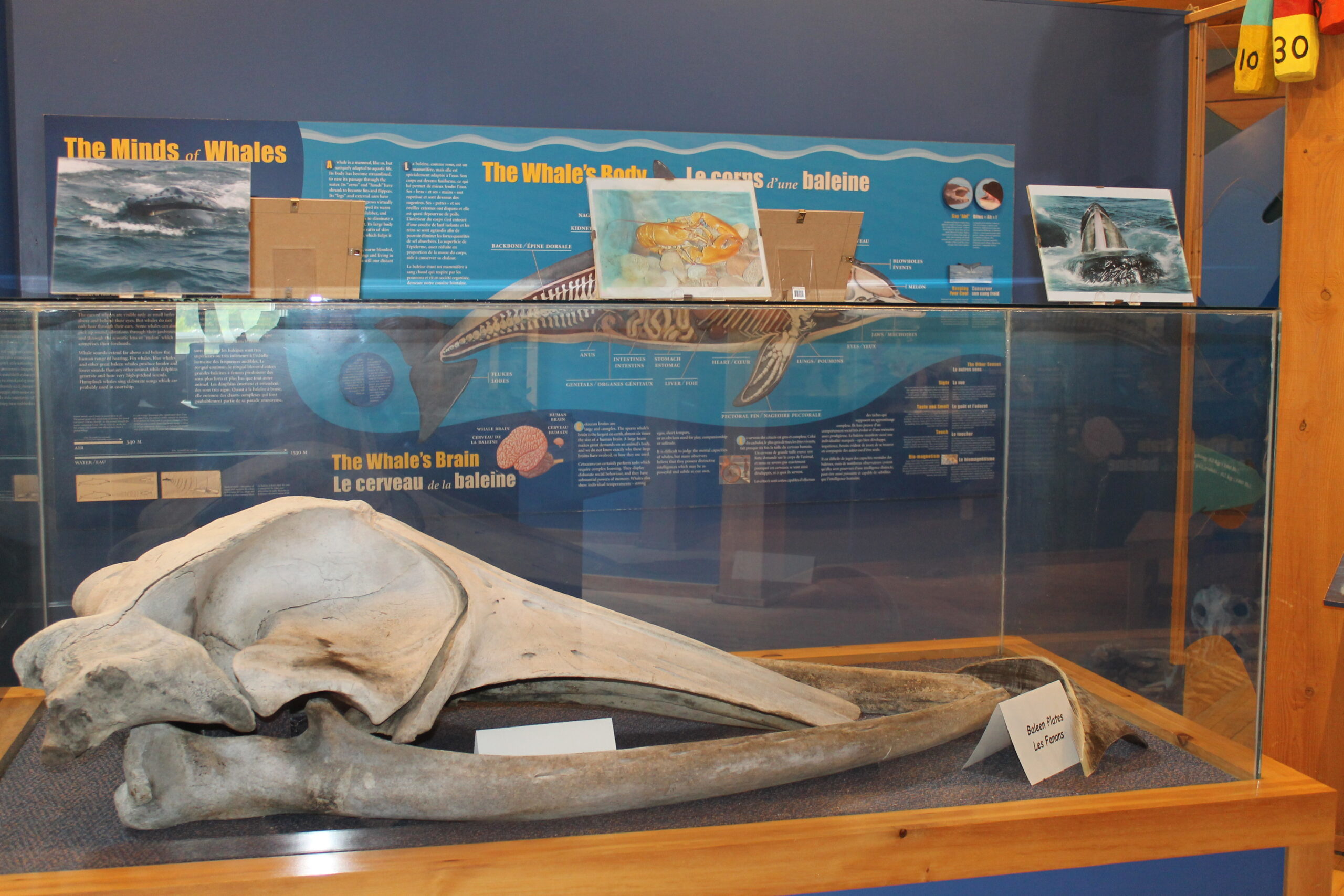 Centre marks anniversary with whale of a year