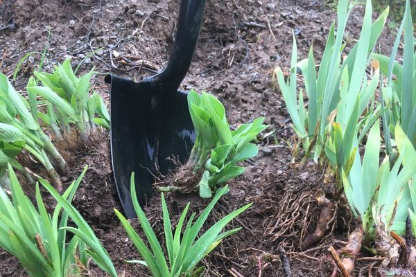 Plants on the move: Transplanting tips
