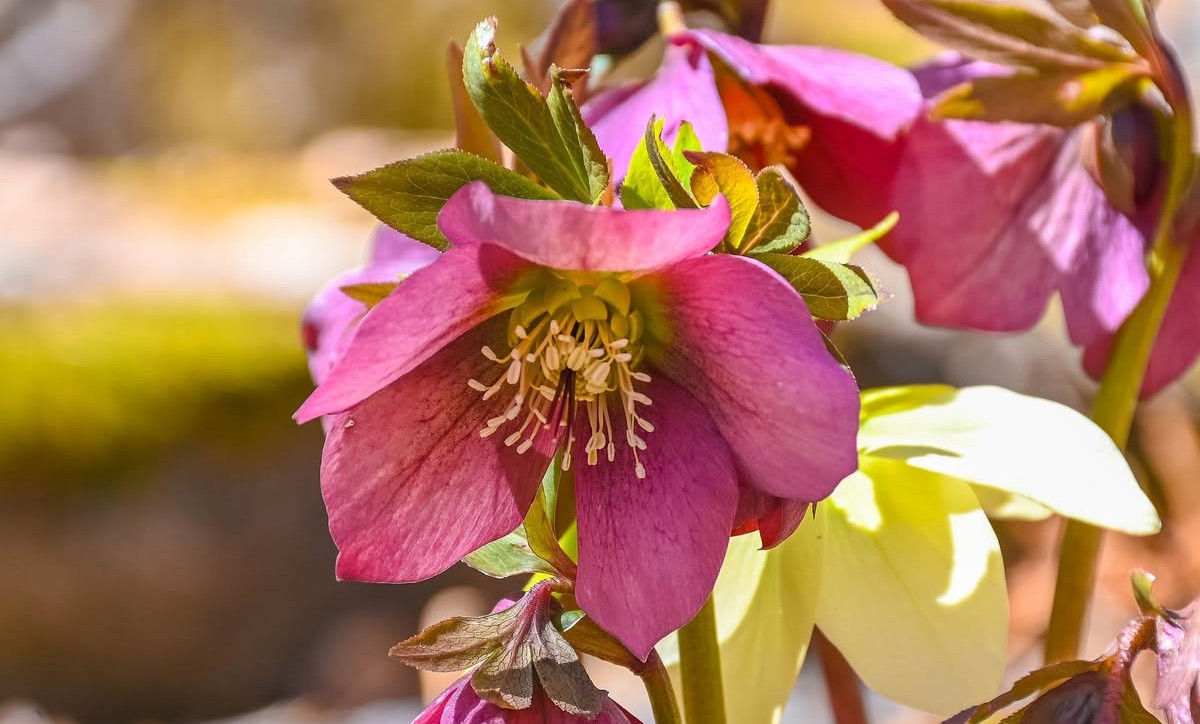 Early spring greetings: Many small joys